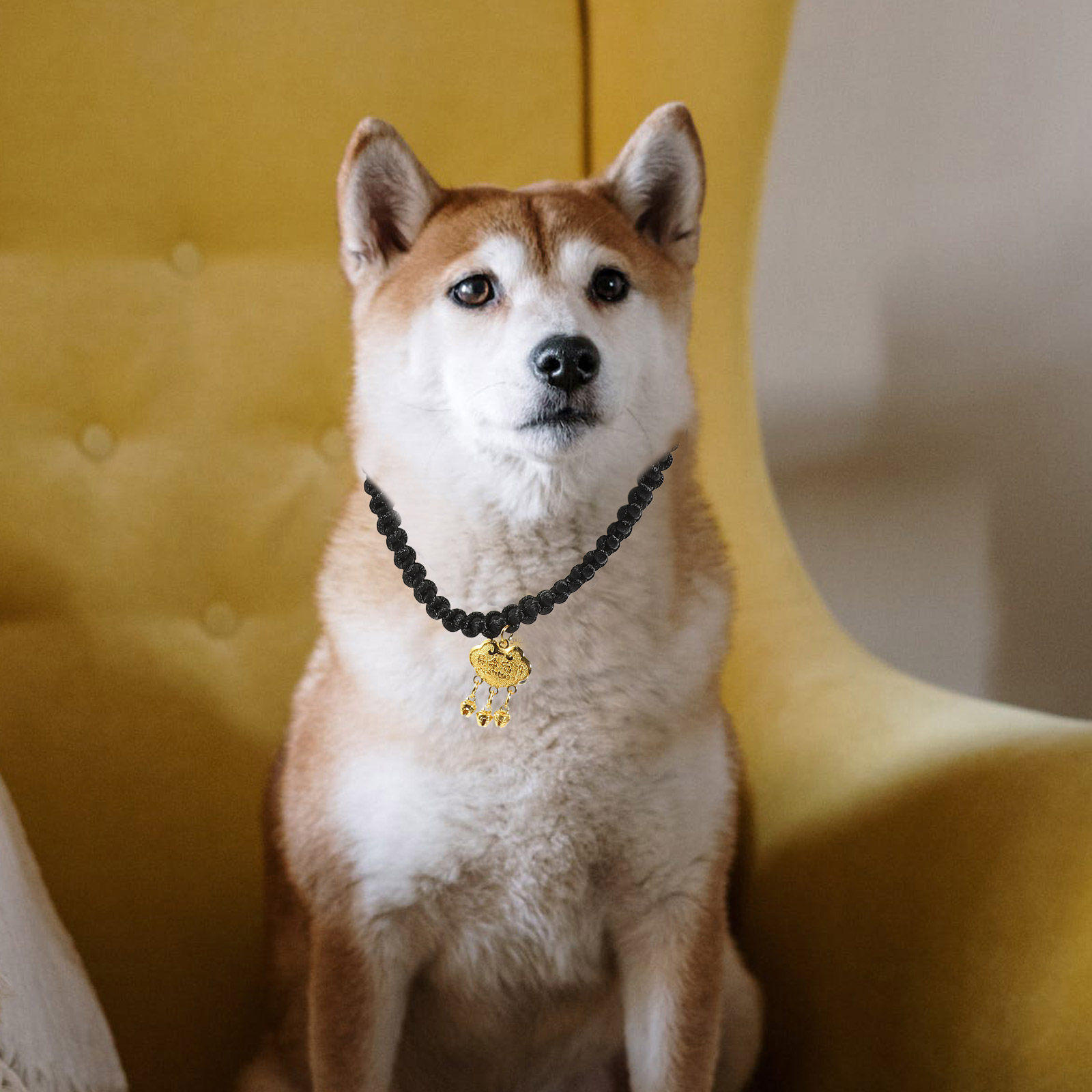 Gold Lock Pet Collar with Cris - Longevity Health & Wellness Hotel avaliação e preço